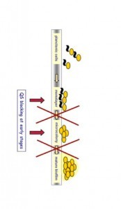 Biofilm Degradation