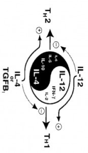 Immunmodulation