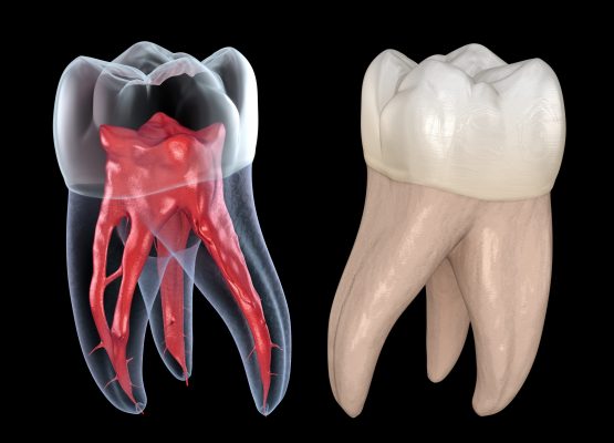 Anatomie der Zahnwurzel